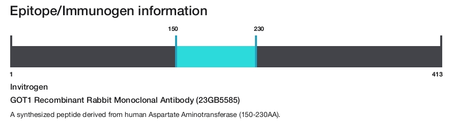 GOT1 Recombinant Rabbit Monoclonal Antibody (23GB5585)