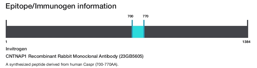 CNTNAP1 Recombinant Rabbit Monoclonal Antibody (23GB5605)
