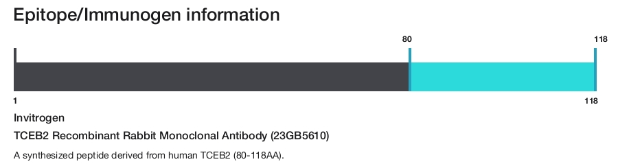 TCEB2 Recombinant Rabbit Monoclonal Antibody (23GB5610)