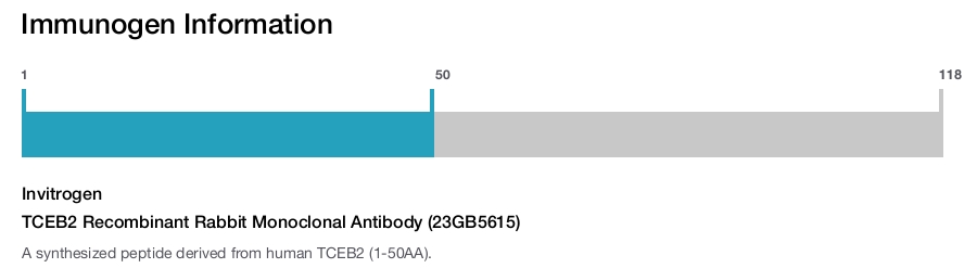 TCEB2 Recombinant Rabbit Monoclonal Antibody (23GB5615)