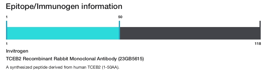 TCEB2 Recombinant Rabbit Monoclonal Antibody (23GB5615)