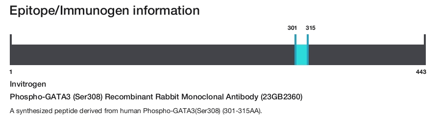 Phospho-GATA3 (Ser308) Recombinant Rabbit Monoclonal Antibody (23GB2360)