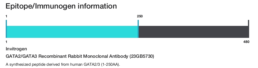 GATA2/GATA3 Recombinant Rabbit Monoclonal Antibody (23GB5730)