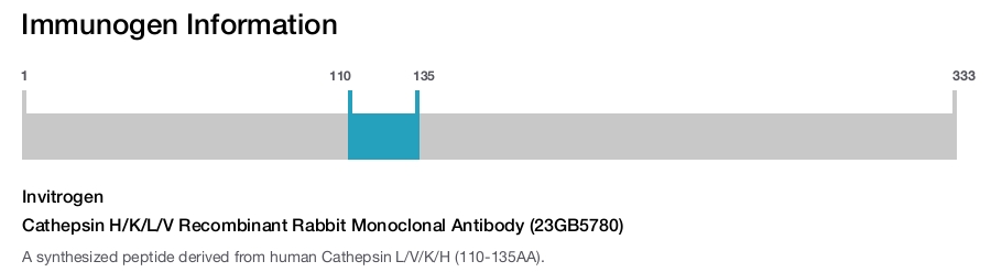 Cathepsin H/K/L/V Recombinant Rabbit Monoclonal Antibody (23GB5780)