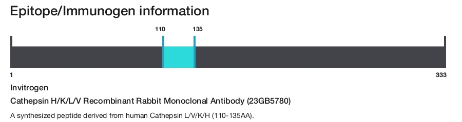 Cathepsin H/K/L/V Recombinant Rabbit Monoclonal Antibody (23GB5780)