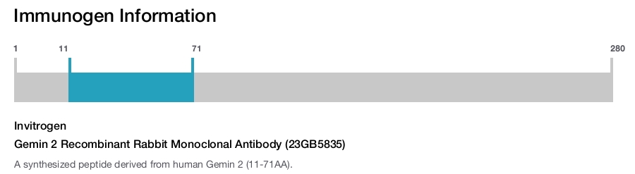 Gemin 2 Recombinant Rabbit Monoclonal Antibody (23GB5835)
