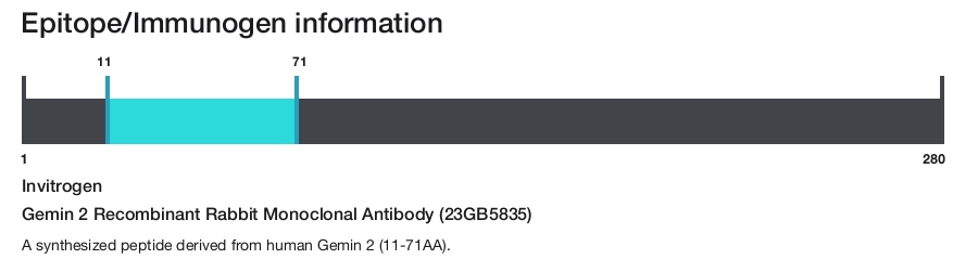 Gemin 2 Recombinant Rabbit Monoclonal Antibody (23GB5835)