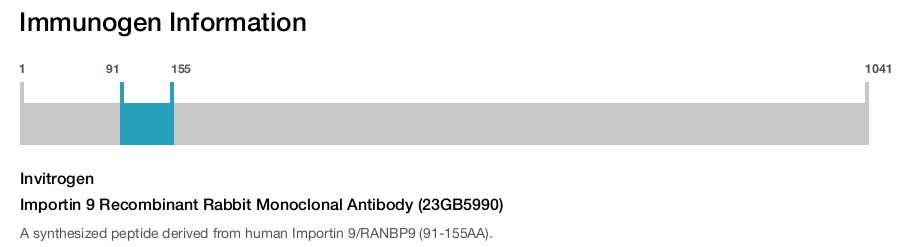 Importin 9 Recombinant Rabbit Monoclonal Antibody (23GB5990)
