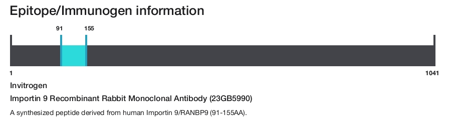 Importin 9 Recombinant Rabbit Monoclonal Antibody (23GB5990)