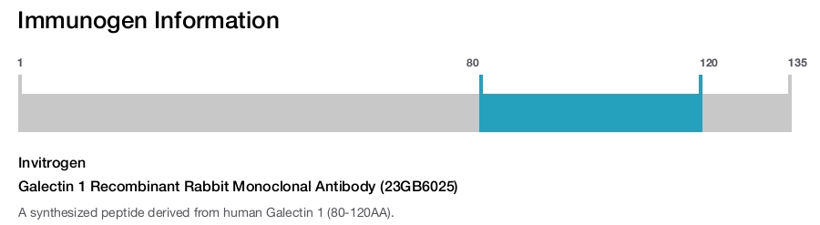 Galectin 1 Recombinant Rabbit Monoclonal Antibody (23GB6025)