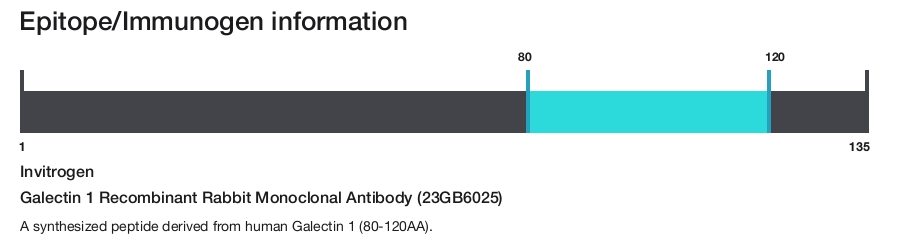 Galectin 1 Recombinant Rabbit Monoclonal Antibody (23GB6025)