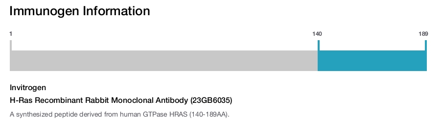 H-Ras Recombinant Rabbit Monoclonal Antibody (23GB6035)