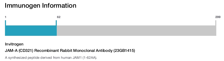 JAM-A (CD321) Recombinant Rabbit Monoclonal Antibody (23GB1415)