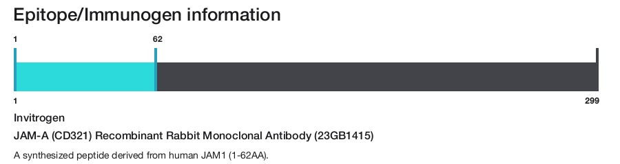 JAM-A (CD321) Recombinant Rabbit Monoclonal Antibody (23GB1415)