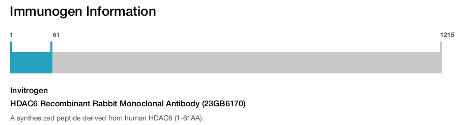 HDAC6 Recombinant Rabbit Monoclonal Antibody (23GB6170)