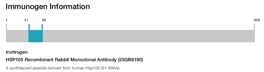 HSP105 Recombinant Rabbit Monoclonal Antibody (23GB6190)