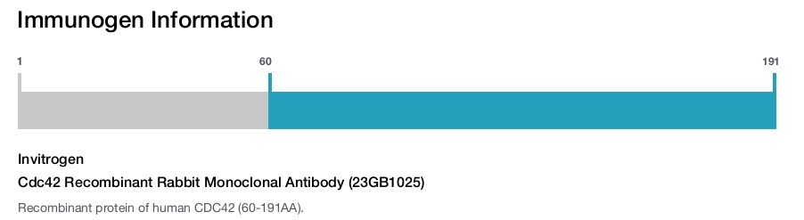 Cdc42 Recombinant Rabbit Monoclonal Antibody (23GB1025)