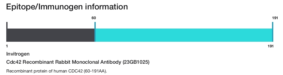 Cdc42 Recombinant Rabbit Monoclonal Antibody (23GB1025)