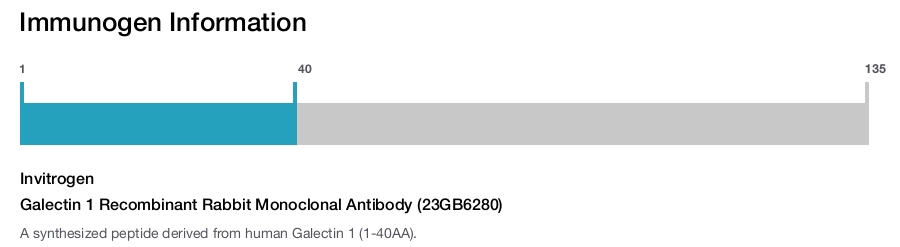 Galectin 1 Recombinant Rabbit Monoclonal Antibody (23GB6280)