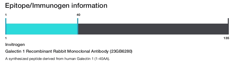 Galectin 1 Recombinant Rabbit Monoclonal Antibody (23GB6280)