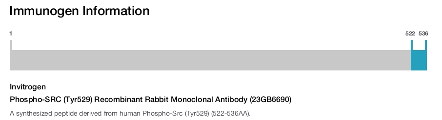 Phospho-SRC (Tyr529) Recombinant Rabbit Monoclonal Antibody (23GB6690)