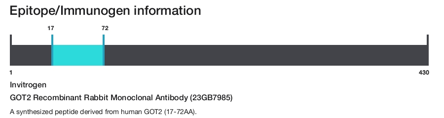 GOT2 Recombinant Rabbit Monoclonal Antibody (23GB7985)
