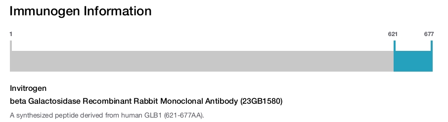 beta Galactosidase Recombinant Rabbit Monoclonal Antibody (23GB1580)