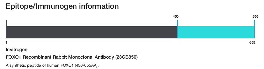 FOXO1 Recombinant Rabbit Monoclonal Antibody (23GB850)