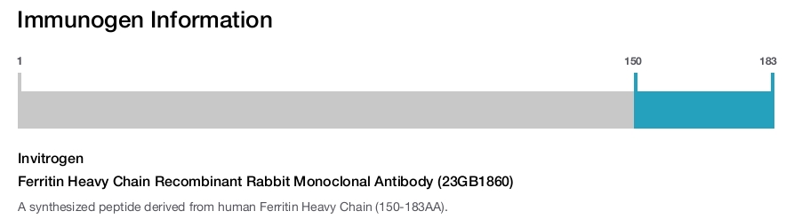 Ferritin Heavy Chain Recombinant Rabbit Monoclonal Antibody (23GB1860)