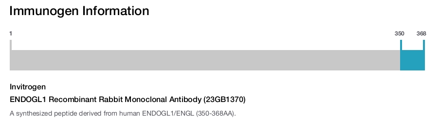 ENDOGL1 Recombinant Rabbit Monoclonal Antibody (23GB1370)