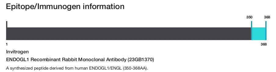 ENDOGL1 Recombinant Rabbit Monoclonal Antibody (23GB1370)
