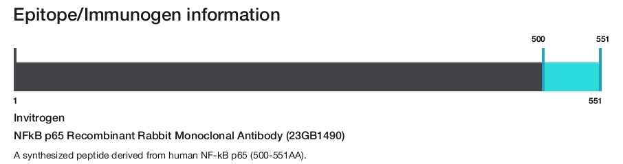 NFkB p65 Recombinant Rabbit Monoclonal Antibody (23GB1490)