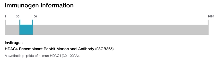 HDAC4 Recombinant Rabbit Monoclonal Antibody (23GB865)