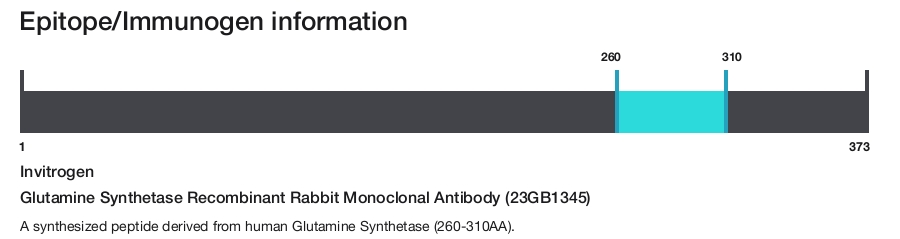 Glutamine Synthetase Recombinant Rabbit Monoclonal Antibody (23GB1345)