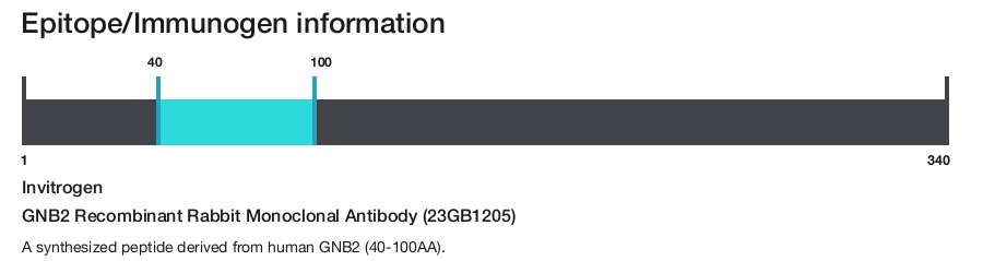GNB2 Recombinant Rabbit Monoclonal Antibody (23GB1205)