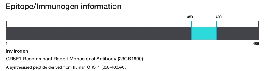 GRSF1 Recombinant Rabbit Monoclonal Antibody (23GB1890)