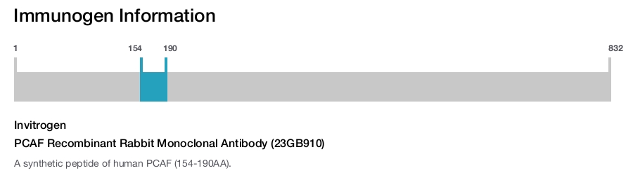 PCAF Recombinant Rabbit Monoclonal Antibody (23GB910)