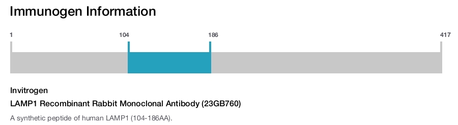 LAMP1 Recombinant Rabbit Monoclonal Antibody (23GB760)