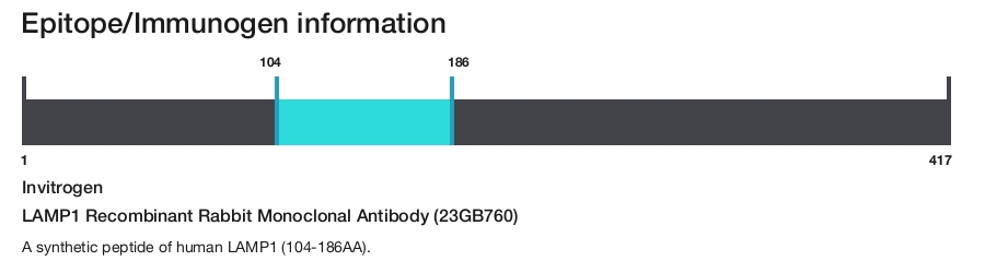 LAMP1 Recombinant Rabbit Monoclonal Antibody (23GB760)