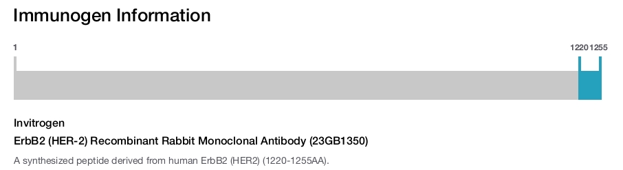 ErbB2 (HER-2) Recombinant Rabbit Monoclonal Antibody (23GB1350)