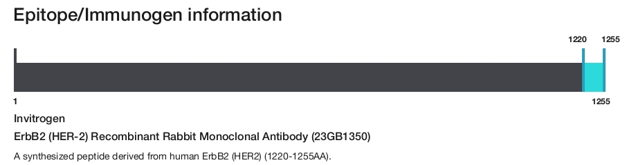 ErbB2 (HER-2) Recombinant Rabbit Monoclonal Antibody (23GB1350)