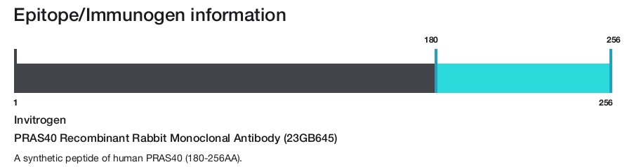 PRAS40 Recombinant Rabbit Monoclonal Antibody (23GB645)