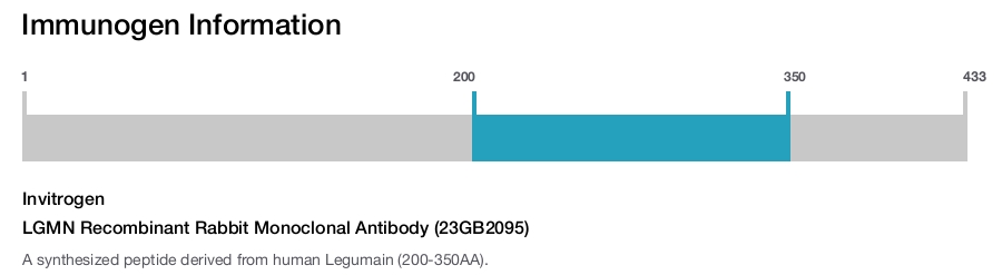 LGMN Recombinant Rabbit Monoclonal Antibody (23GB2095)