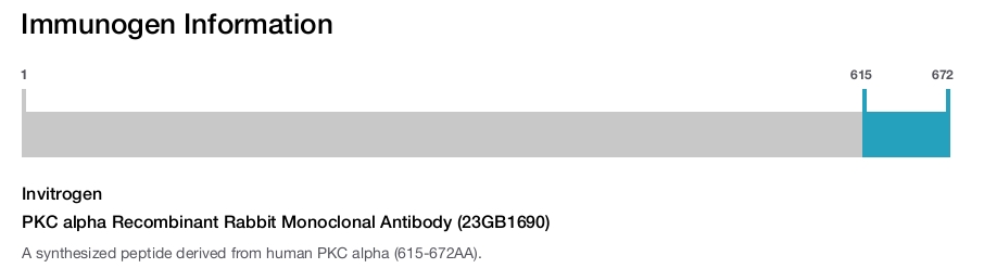 PKC alpha Recombinant Rabbit Monoclonal Antibody (23GB1690)