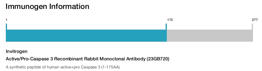 Active/Pro-Caspase 3 Recombinant Rabbit Monoclonal Antibody (23GB720)
