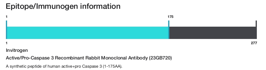 Active/Pro-Caspase 3 Recombinant Rabbit Monoclonal Antibody (23GB720)