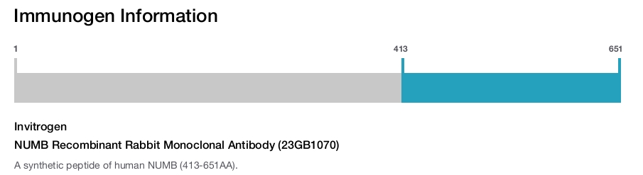 NUMB Recombinant Rabbit Monoclonal Antibody (23GB1070)