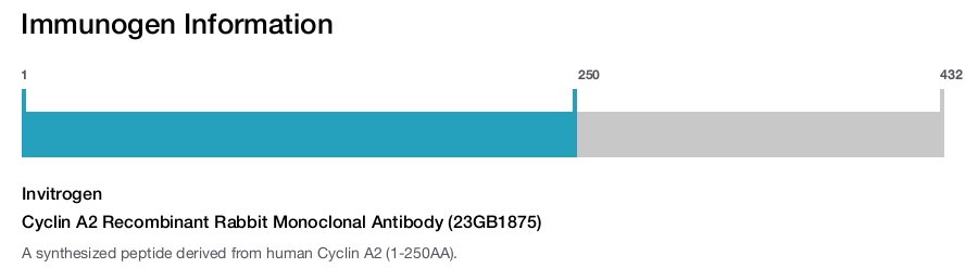Cyclin A2 Recombinant Rabbit Monoclonal Antibody (23GB1875)