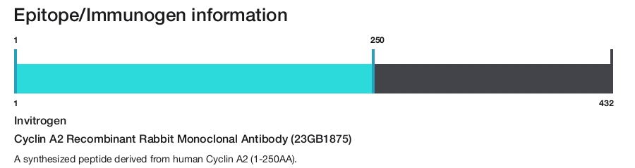 Cyclin A2 Recombinant Rabbit Monoclonal Antibody (23GB1875)
