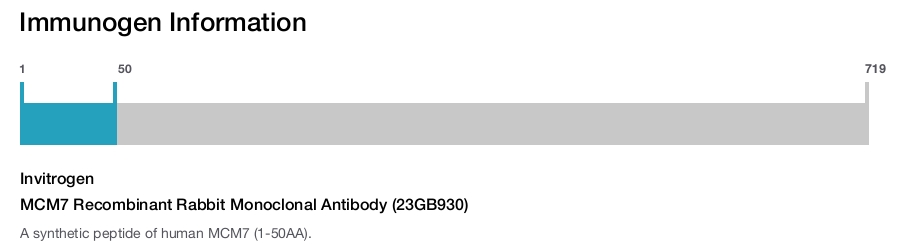 MCM7 Recombinant Rabbit Monoclonal Antibody (23GB930)